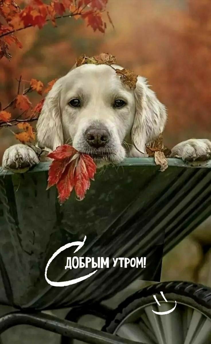 Добрым утром!