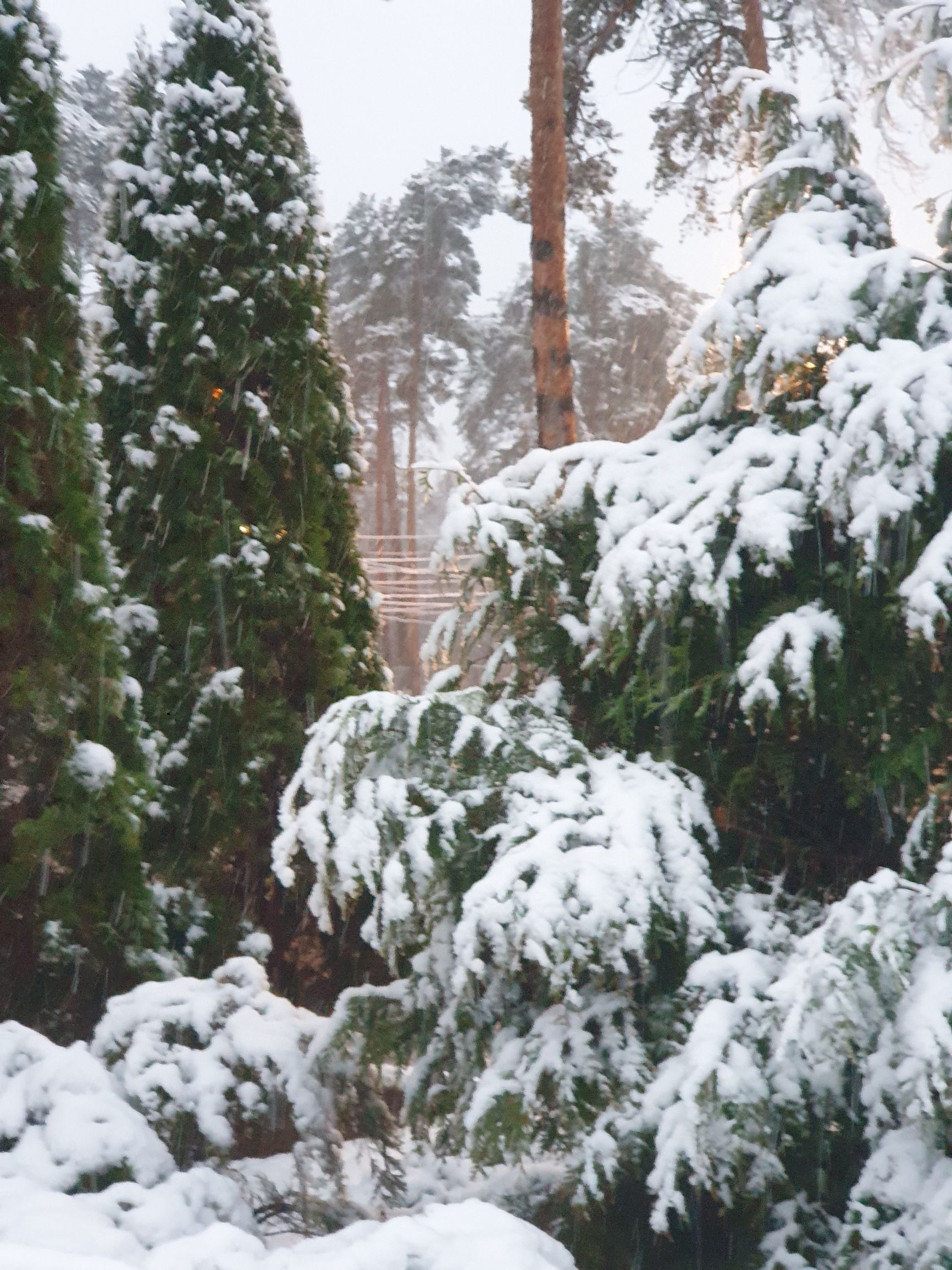 Зимний снежный лес с заснеженными кустами и деревьями.