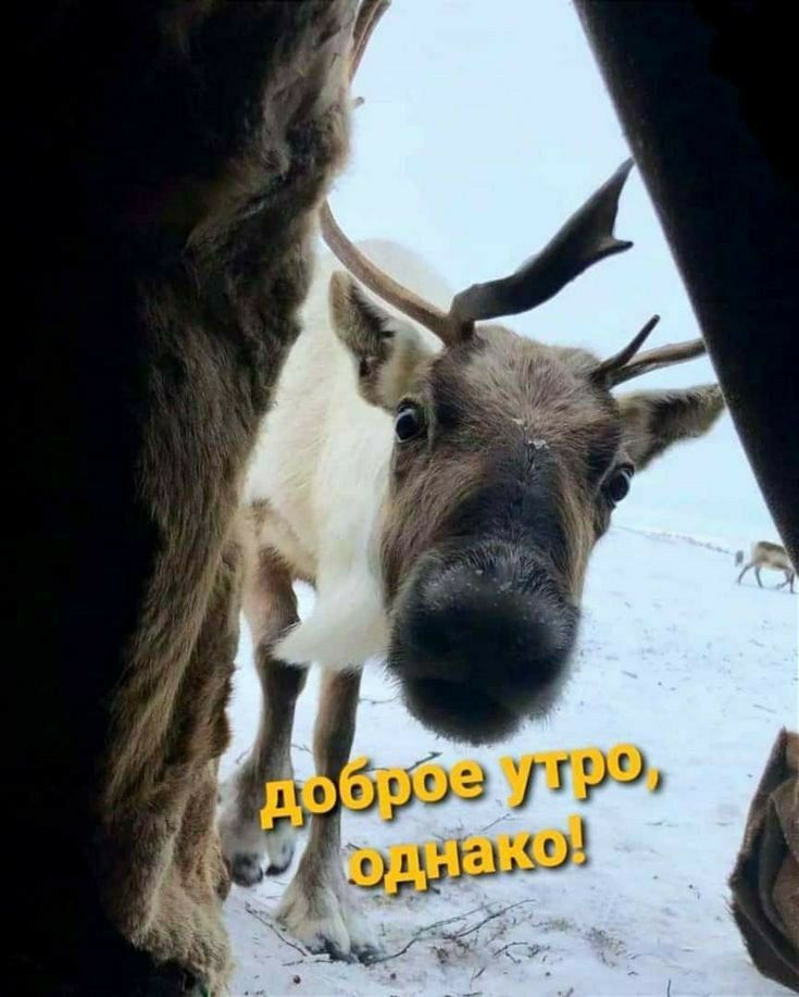 доброе утро, однако!