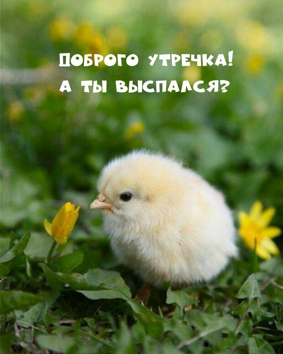 Доброе утречка! А ты выспался?