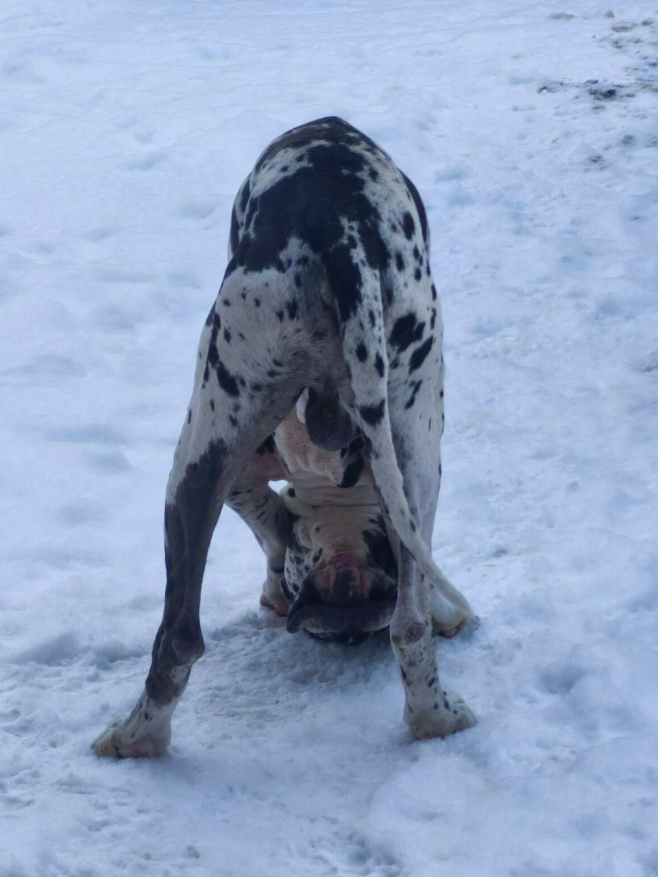 Две собаки на снегу, одна из них явно в процессе полового акта.