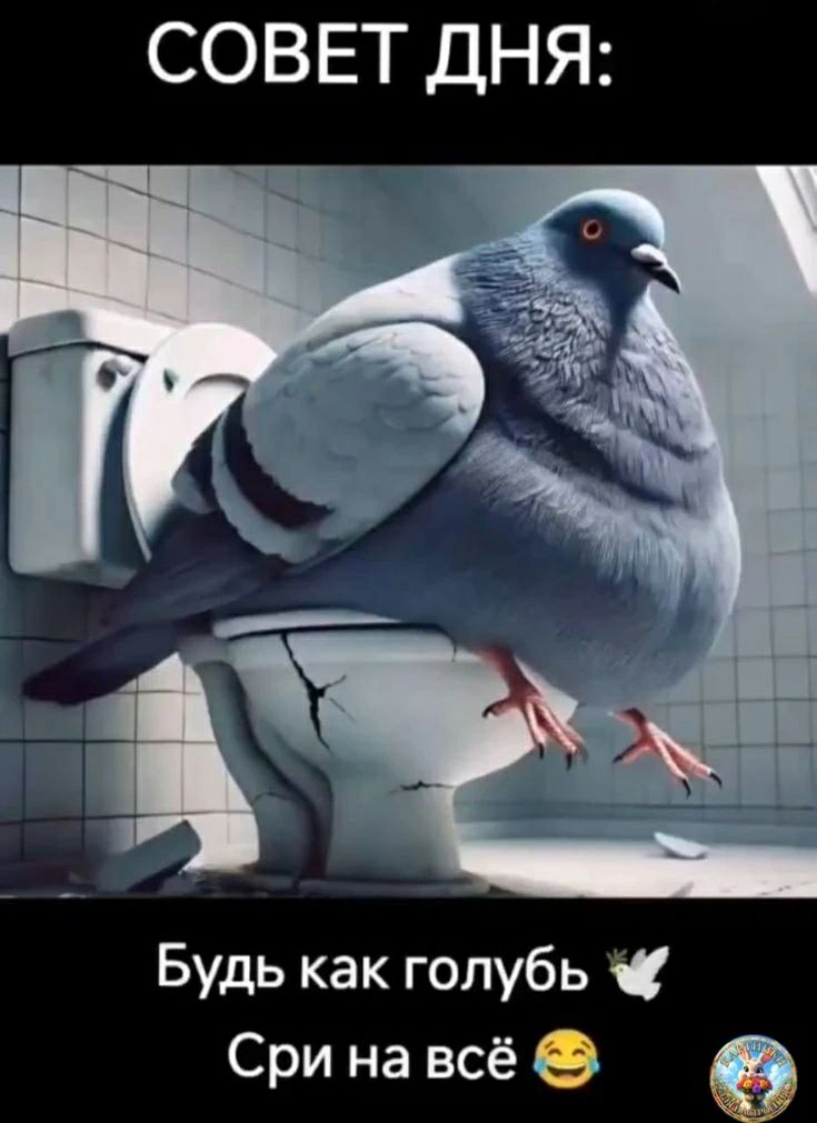СОВЕТ ДНЯ: Будь как голубь Сри на всё 😂