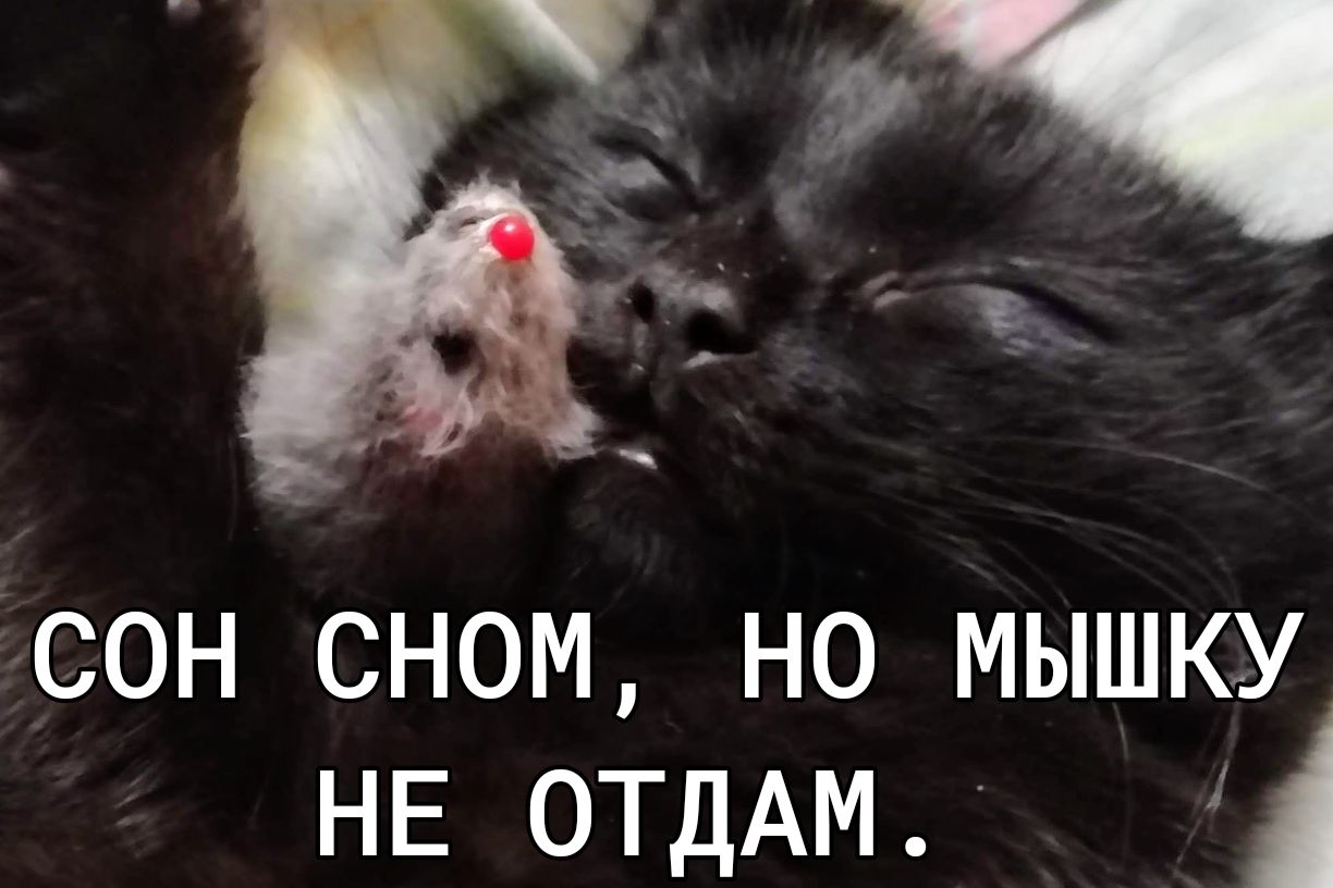 сон сном но мышку НЕ ОТДАМ