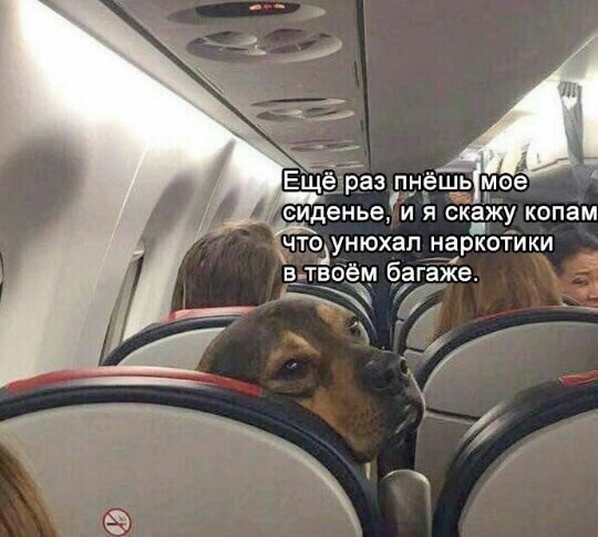 _ Баз пыёщь мое сиденье и я скажу копам чт одунюхап наркотики в _твоём багаже