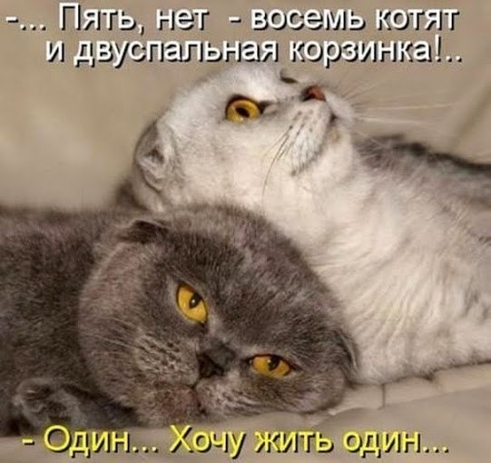 Г ить нет восемь котят и двуспальная корзинка