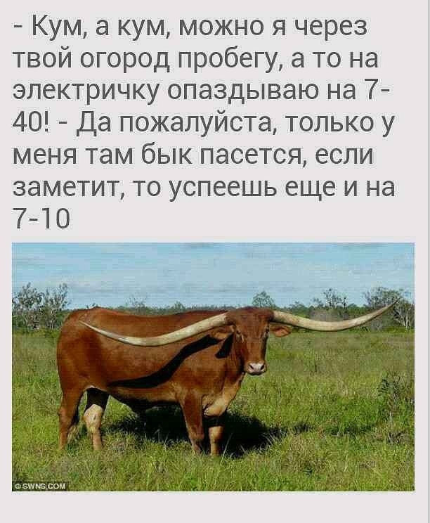 Кум а кум можно я через твой огород пробегу а то на электричку опаздываю на 7 40 Да пожалуйста только у меня там бык пасется если 38М6ТИТ ТО УСПЕЕШЬ еще И Нд 7 10