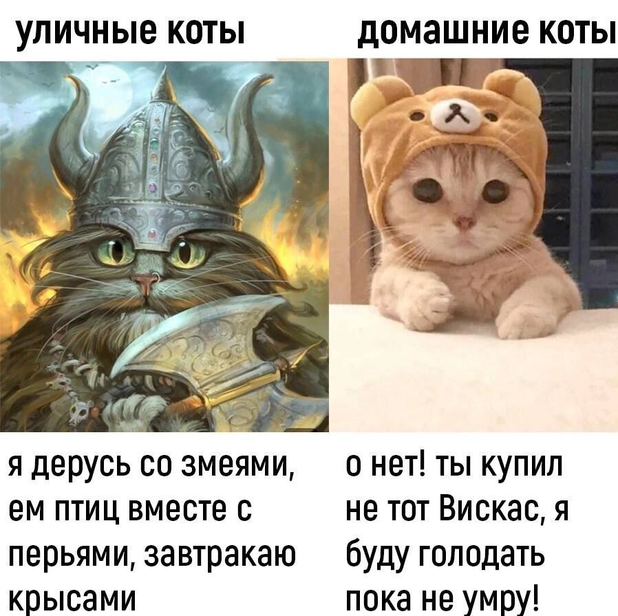 УЛИЧНЫЕ КОТЫ домашние КОТЫ я дерусь со змеями о нет ты купил ем птиц вместе с не тот Вискас я перьями завтракаю буду голодать крысами пока не умру