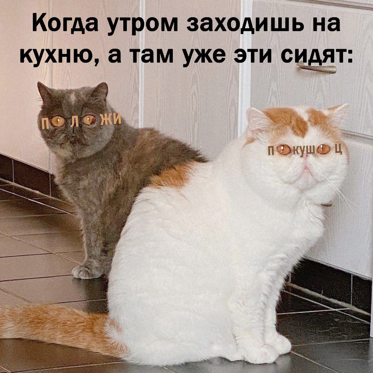 Когда утром заходишь не кухню там уже эти Шт п _мушщ ц