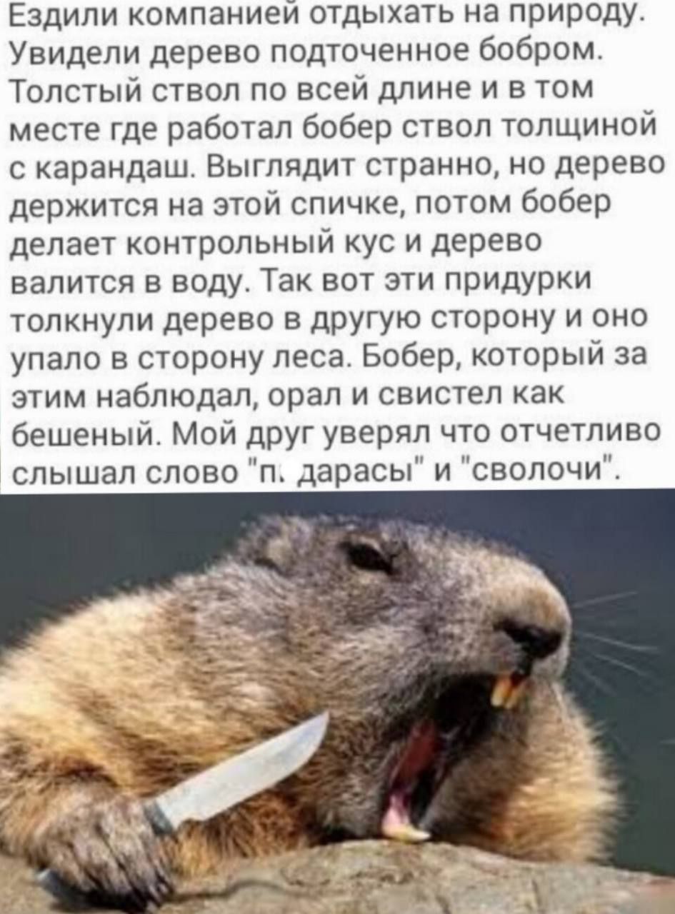Ездили компанией отдыхать на природу Увидели дерево подточенное бобром Толстый ствол по всей длине и в том месте где работал бобер ствол толщиной с карандаш Выглядит странно но дерево держится на этой спичке потом бобер делает контрольный кус и дерево валится в воду Так вот эти придурки толкнули дерево в другую сторону и оно упало в сторону леса Бобер который за этим наблюдал орал и Свистел ак беш