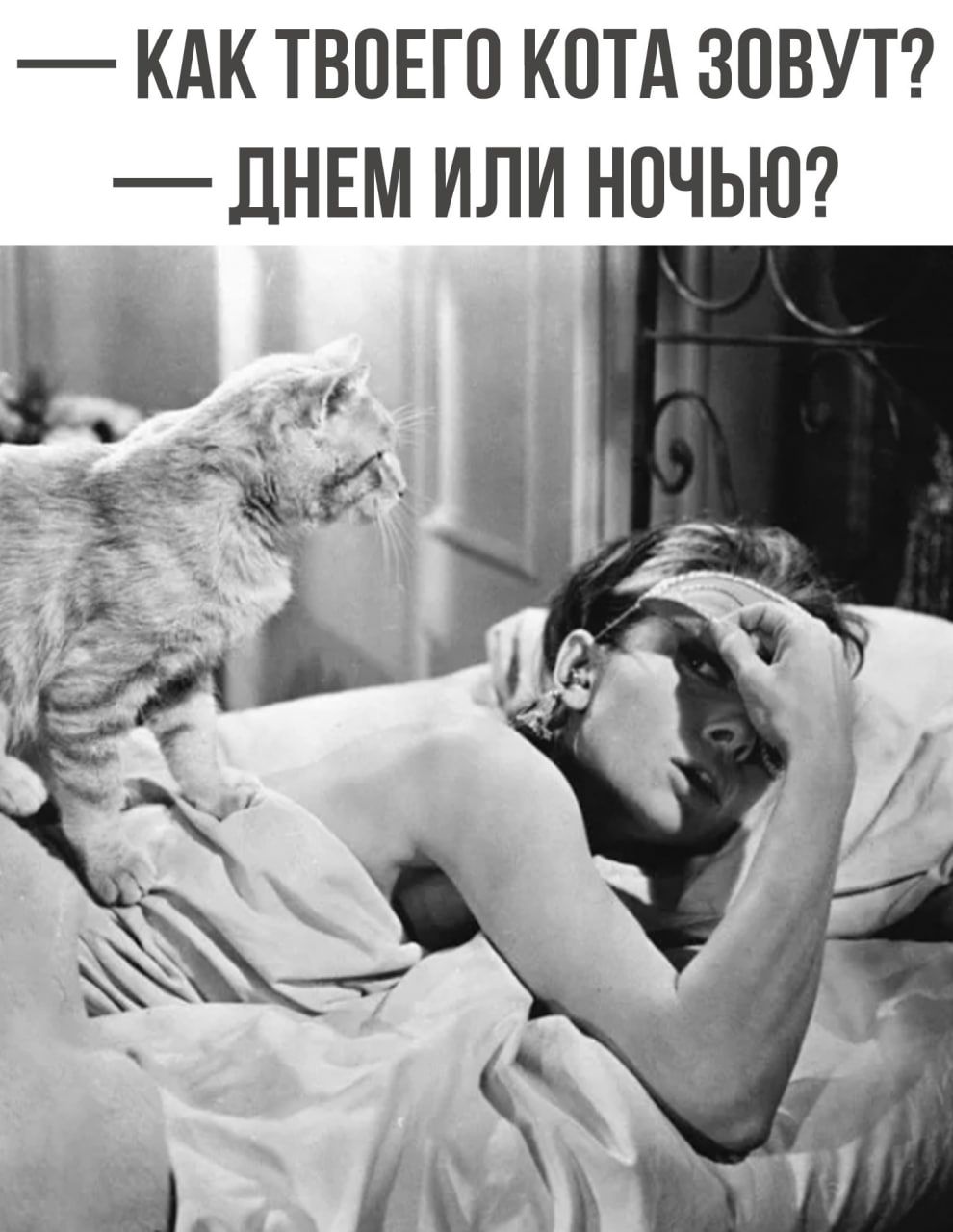 КАК ТВПЕГП КОТА ЗОВУТ _ЛНЕМ ИЛИ НОЧЬЮ