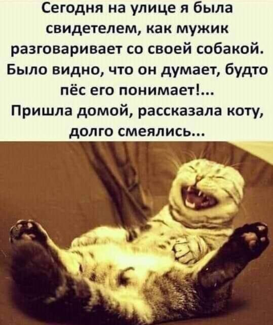 Сегодня на улице я была свидетелем как мужик разговаривает со своей собакой Было видно что он думает будто пёс его понимает Пришла домой рассказала коту дОЛГО смеялись