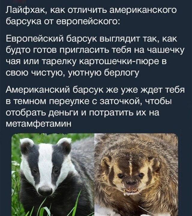 Лайфхак как отличить американского барсука от европейского Европейский барсук выглядит так как будто готов пригласить тебя на чашечку чая или тарелку картошечки пюре в свою чистую уютную берлогу Американский барсук же уже ждет тебя в темном переулке с заточкой чтобы отобрать деньги И ПОТРЭТИТЬ ИХ на метамфетамин