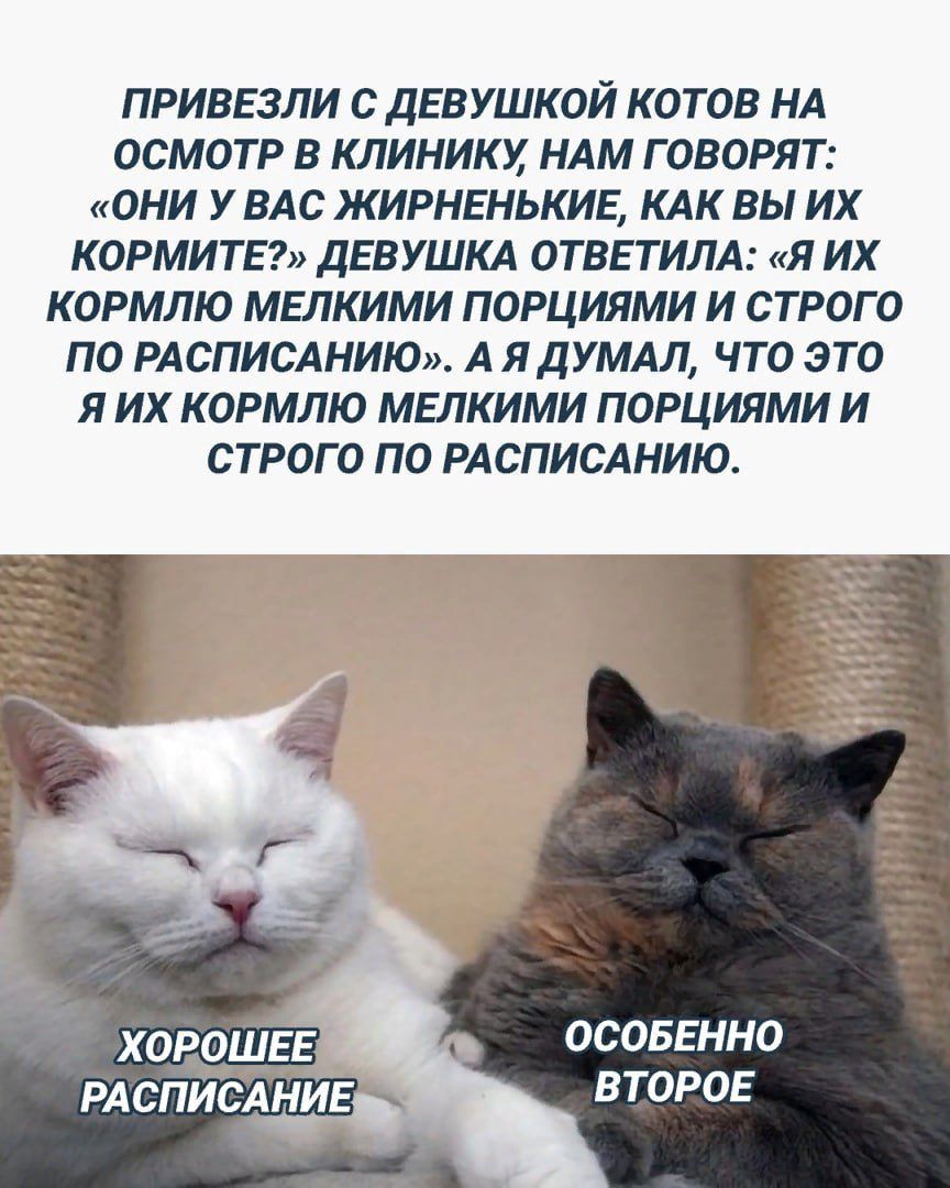ПРИВЕЗЛИ С ДЕВУШКОЙ КОТОВ НА ОСМОТР В КЛИНИКИ НАМ ГОВОРЯТ ОНИ У ВАС ЖИРНЕНЬКИЕ КАК ВЫ ИХ КОРМИТЕ ДЕВУШКА ОТВЕ ТИПА 41 ИХ КОРМЛЮ МЕЛКИМИ ПОРЦИЯМИ И СТРОГО ПО РАСПИСАНИЮ А Я ДУМАЛ ЧТО ЭТО Я ИХ КОРМЛЮ МЕЛКИМИ ПОРЦИЯМИ И СТРОГО ПО РАСПИСАНИЮ ОСОБЕННО ВТОРОЕ