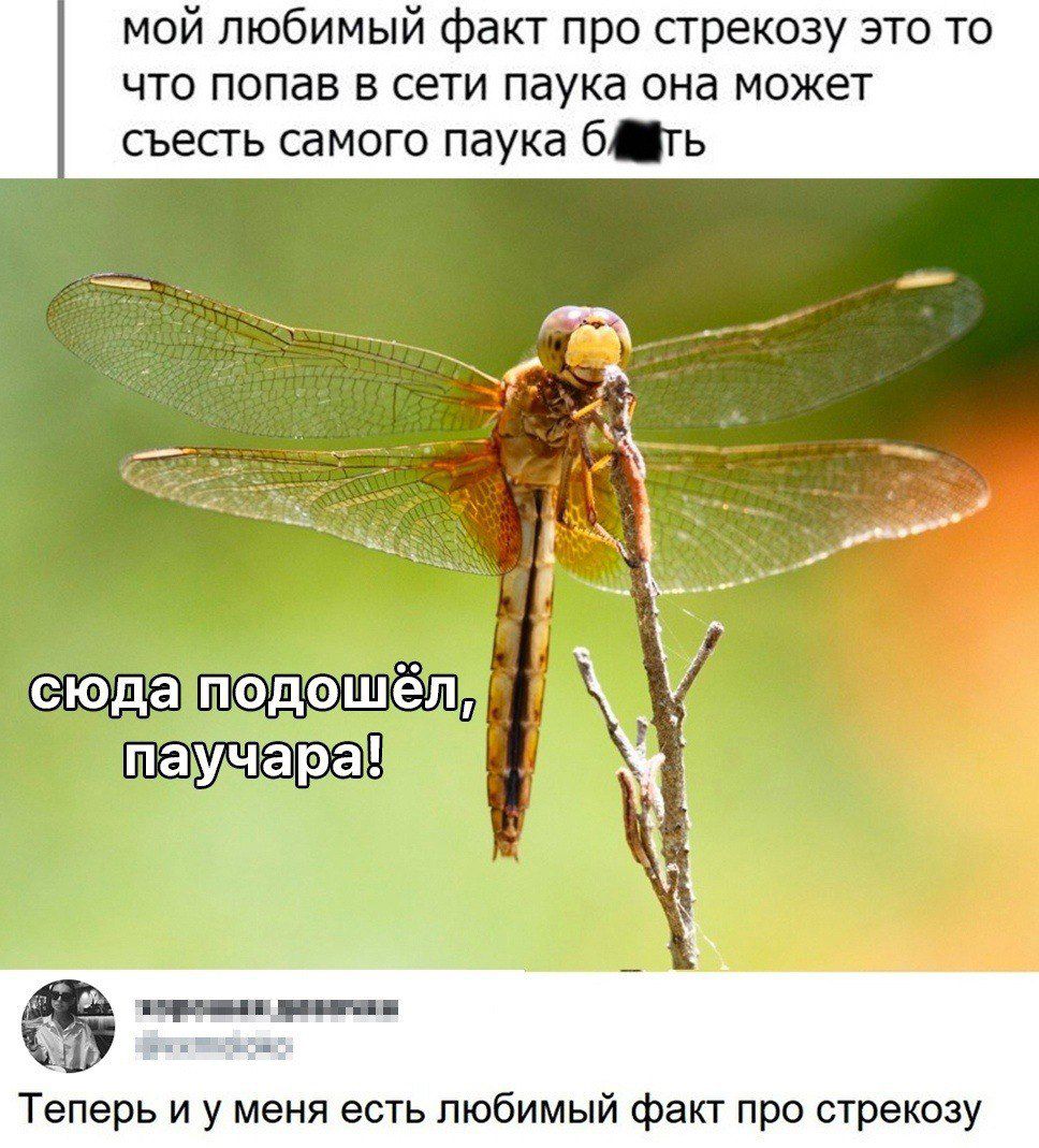 мой любимый факт про стрекозу это то ЧТО ПОПЗВ Е СЕТИ паука она МОЖЕТ сьесгь самого паука бть сюца медіашёілщ пап ар еперь и у меня есть любимый факт про стрекозу