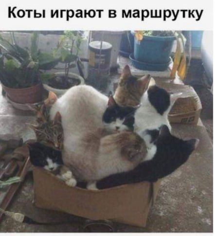 Коты играют в маршрутку