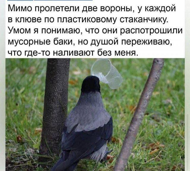 Мимо пролетели две вороны у каждой В клюве ПО ППЗСТИКОВОМУ СТЕКЗНЧИКУ Умом Я понимаю ЧТО ОНИ распотрошипи мусорные баки но душой переживаю ЧТО гдето НЭПИБЕЮТ без МЕНЯ