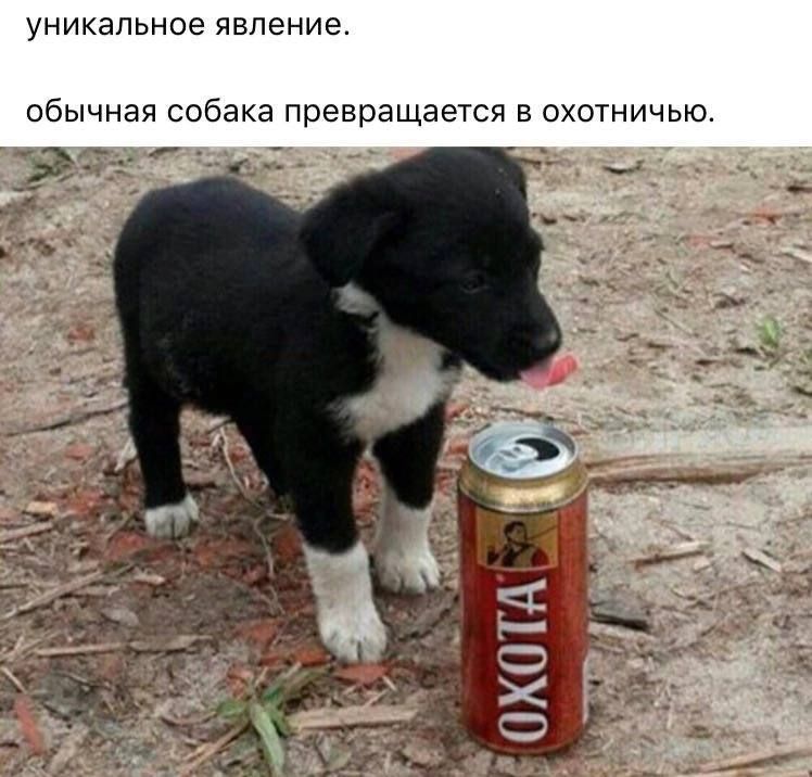 уникальное явление обычная собака превращается в охотничью