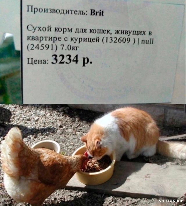 Прии ящшитсдь Вг Сухой корм для юшск жикуших квартире с курицей 32609 пин 24591 70кг Цена13234 р