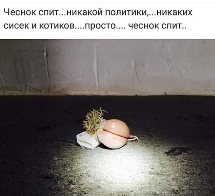 ЧЕСНОК СПИТНИКЭКОЙ ПОЛИТИКИНИКЭКИХ СИСЕК И котиковпросто ЧЕСНОК СПИТ