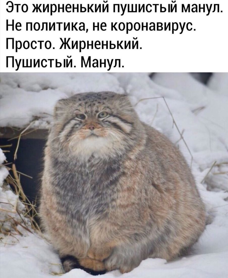 Картинки кость пушистая