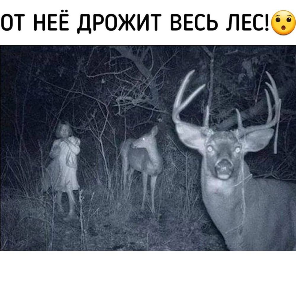 ОТ НЕЁ ДРОЖИТ ВЕСЬ ЛЕС 3