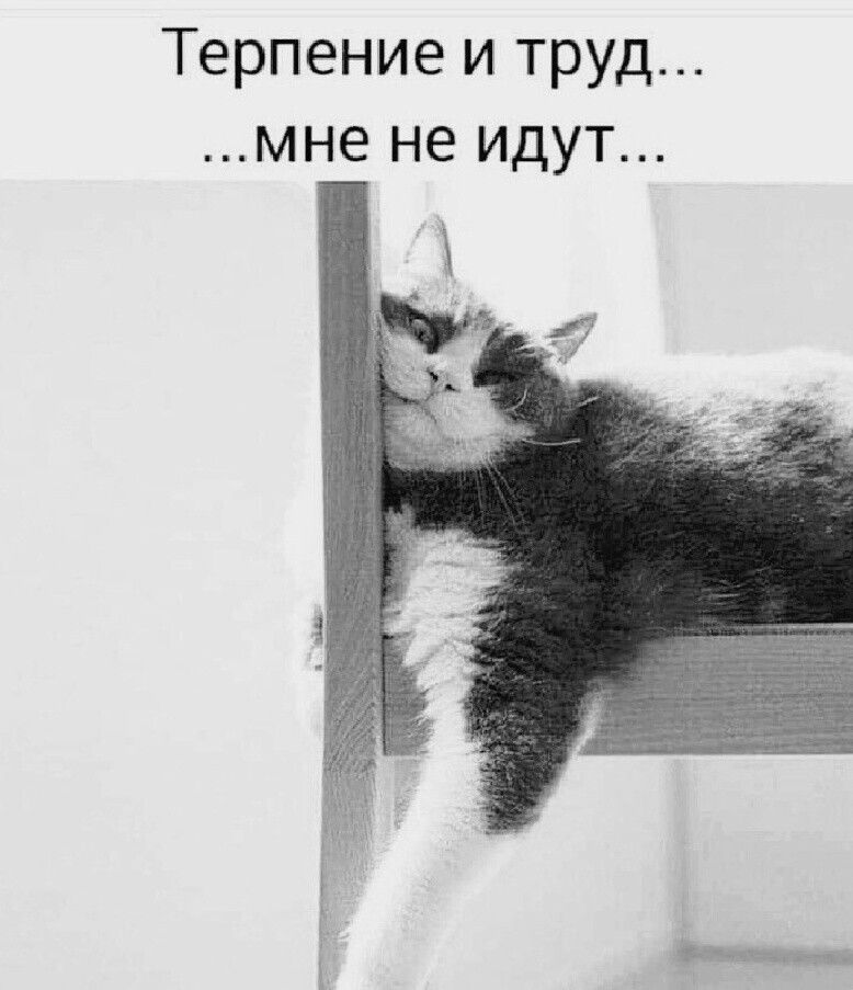 Терпение и труд мне не идут девицисп _