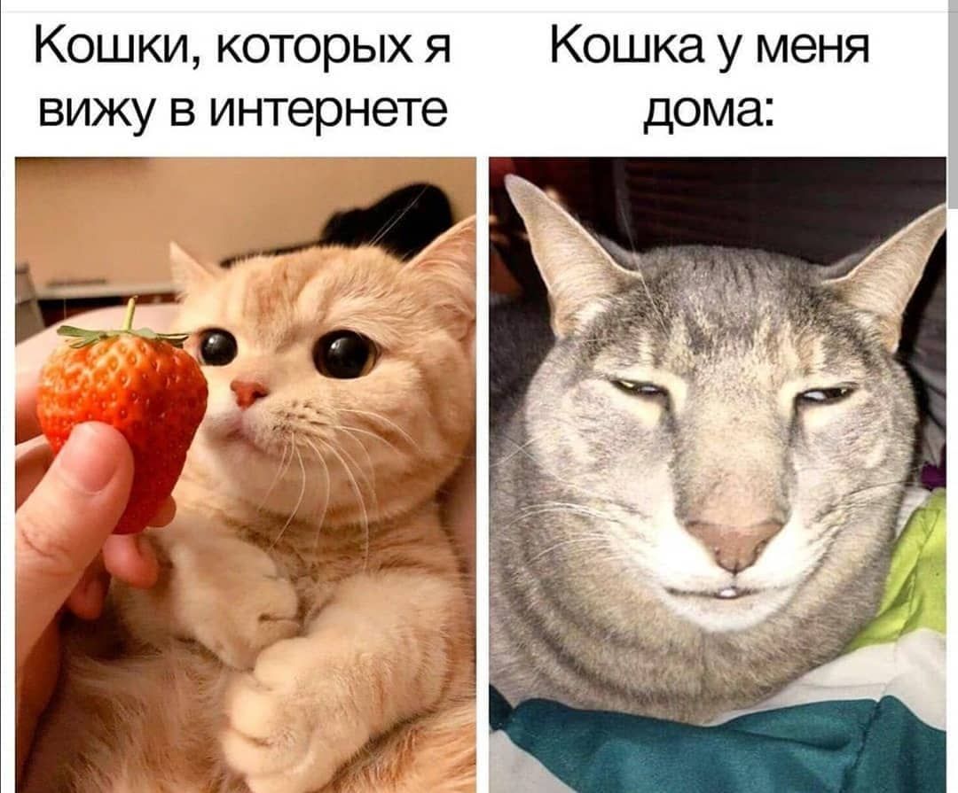 Кошки которых я Кошка у меня вижу в интернете дома