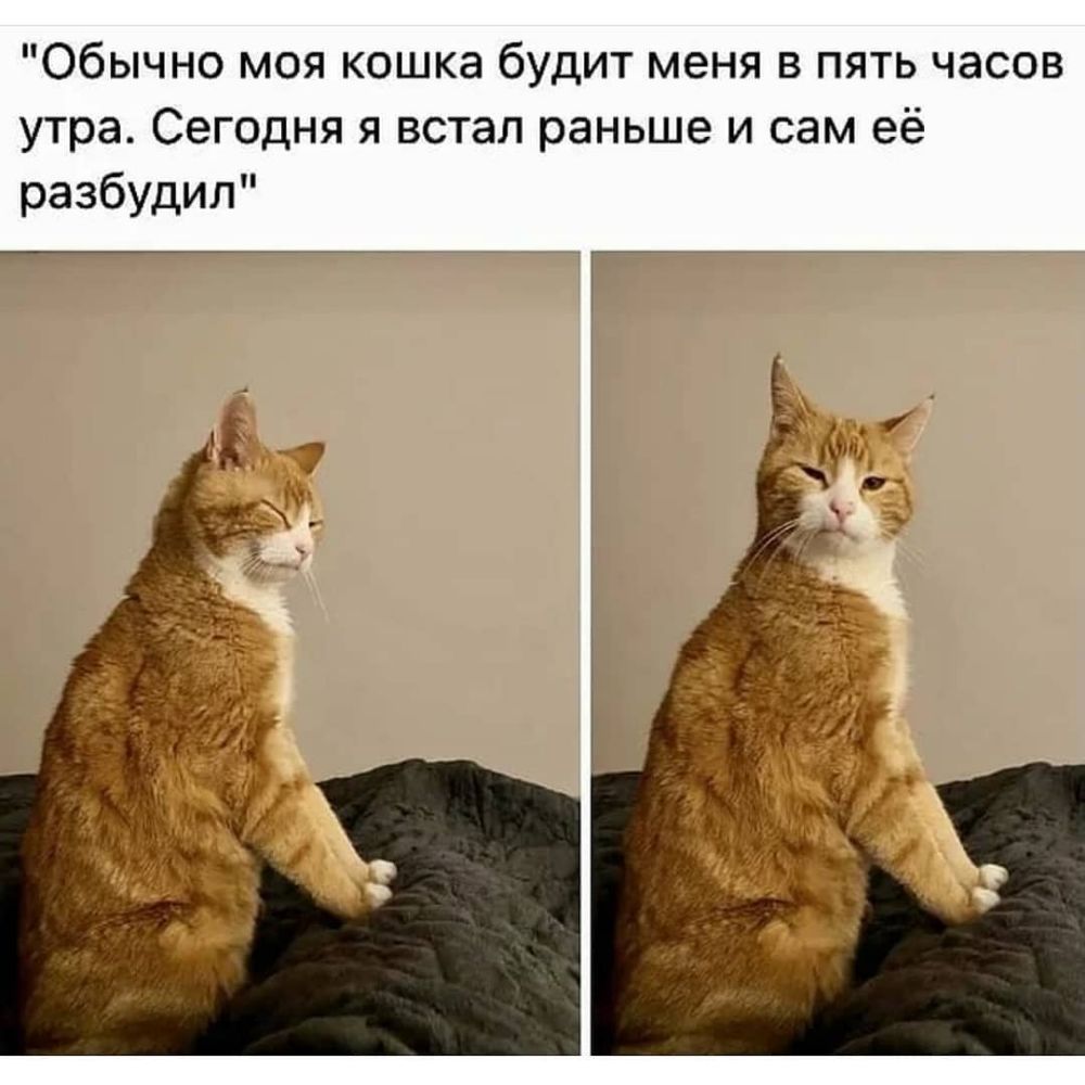 Обычно моя кошка будит меня в пять часов утра Сегодня я встал раньше и сам её разбудил