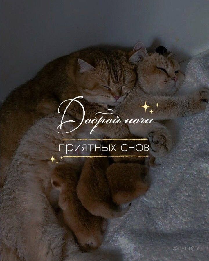 Доброй ночи. Приятных снов.