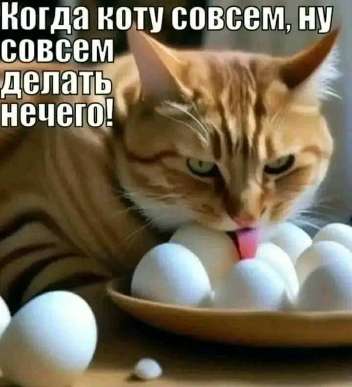 Когда коту совсем, ну совсем делать нечего!