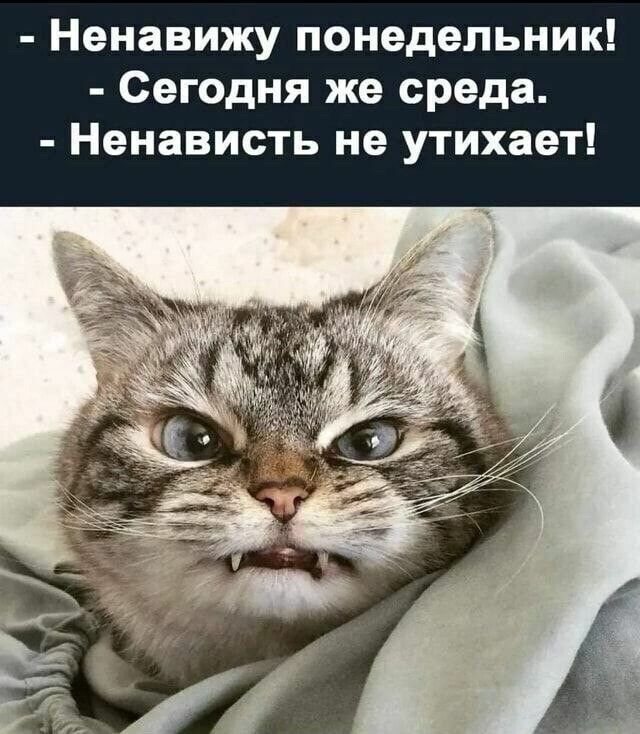 Ненавижу понедельник Сегодня же среда Ненависть не утихает