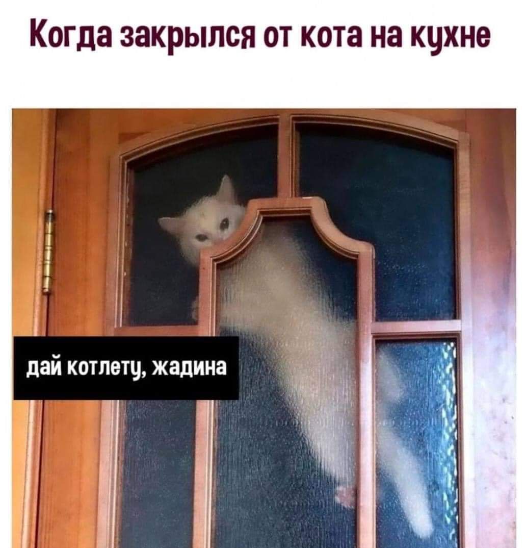 КОГДЗ ЗЗКРЫПСЯ ОТ кота на КЧХНЗ