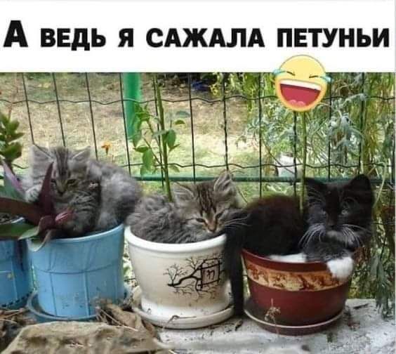 А ВЕДЬ Я САЖАЛА ПЕТУНЬИ