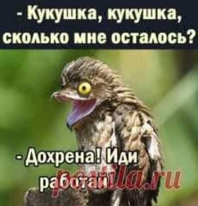 Кукушка кукушка ОКОАЬКО ПИО РИМОСЬ