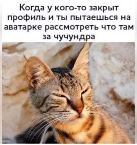 Когда у кого то закрыт профиль и ты пытаешься на аватарке рассмотреть что там за чучундра 7 1