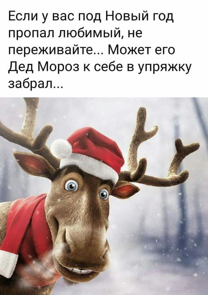 Если у вас под Новый год пропал любимый не переживайте Может его Дед Мороз к себе в упряжку забрал