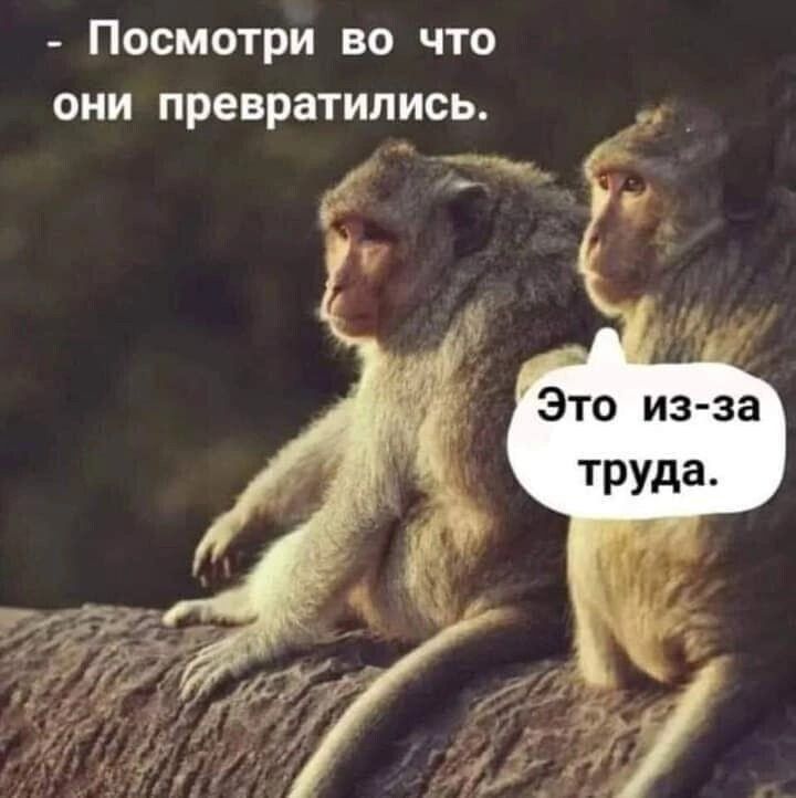Посмотри во что они превратились _