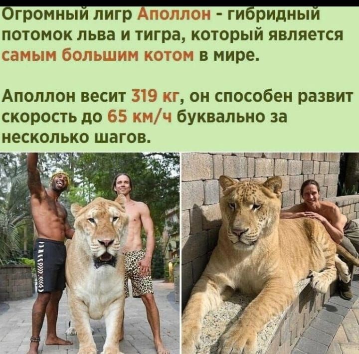 громныи лигр ги ридныи потомок льва и тигра который является з вмире Аполлон весит скорость до 35 несколько шагов он способен развит буквально за