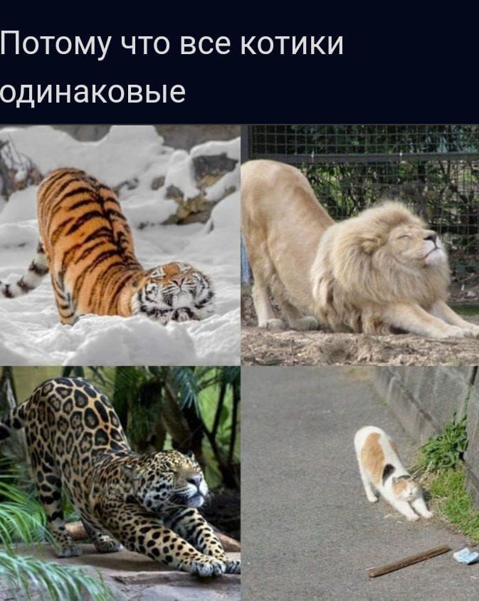 ПОТОМУ ЧТО ВСВ КОТИКИ динаковые