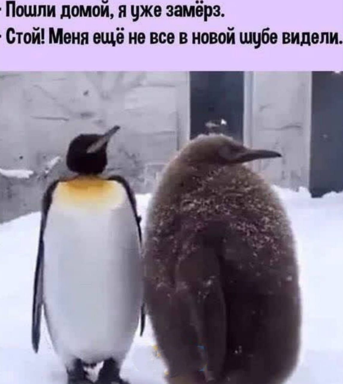 Пошли домой я уже замёрз Стой Меня ещё на все в новой шубе видели
