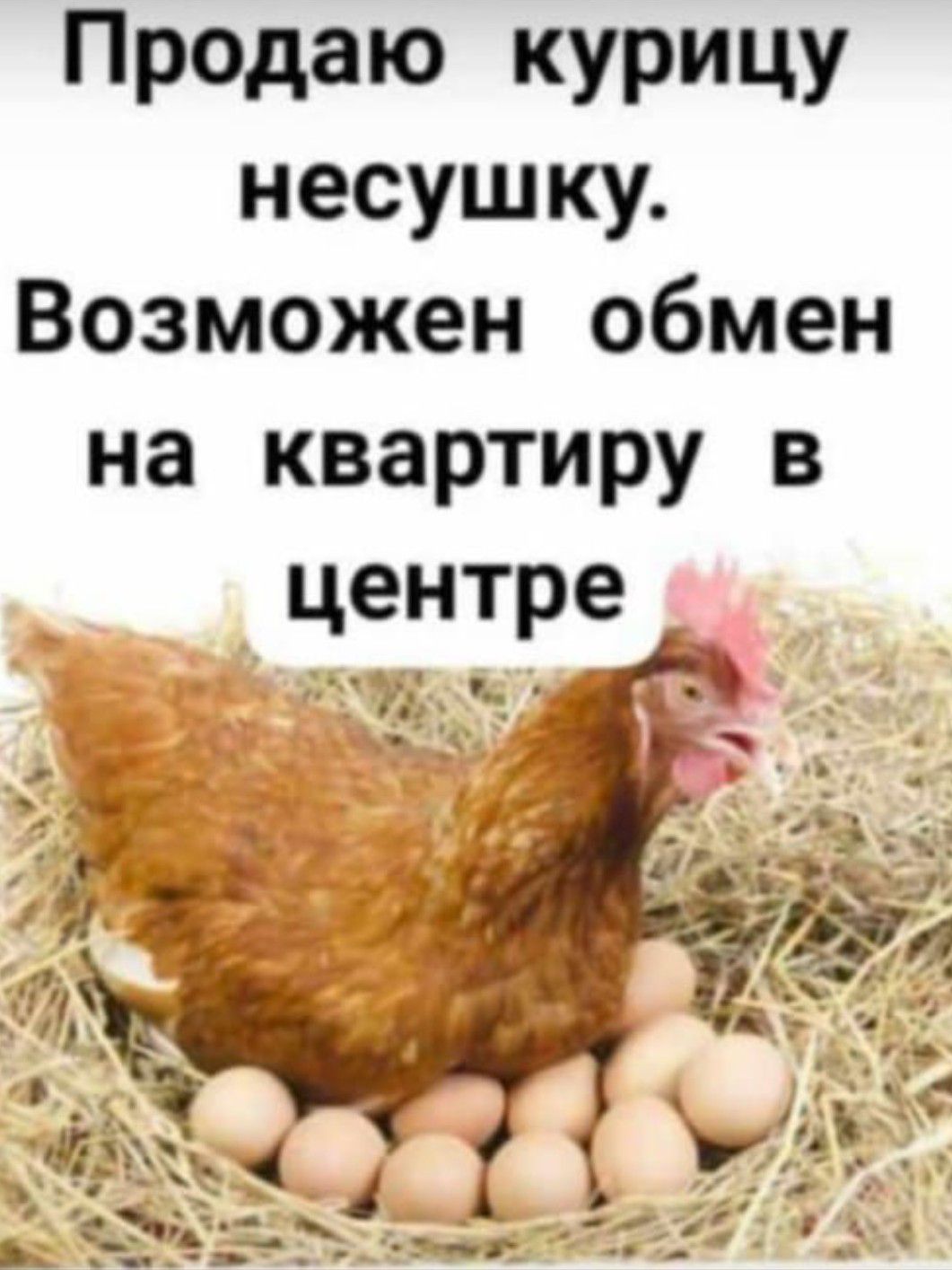 Предаю курицу несушку Возможен обмен на квартиру в центре