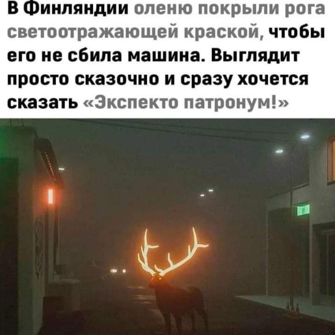 иипяидии опеию покрыли рога светоотражающей краской чтобы его не сбила машина Выглядит просто сказочно и сразу хочется сказать Зкспекто патронум