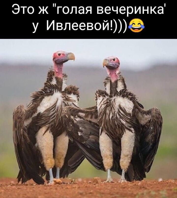 Это ж голая вечеринка у Ивлеевой