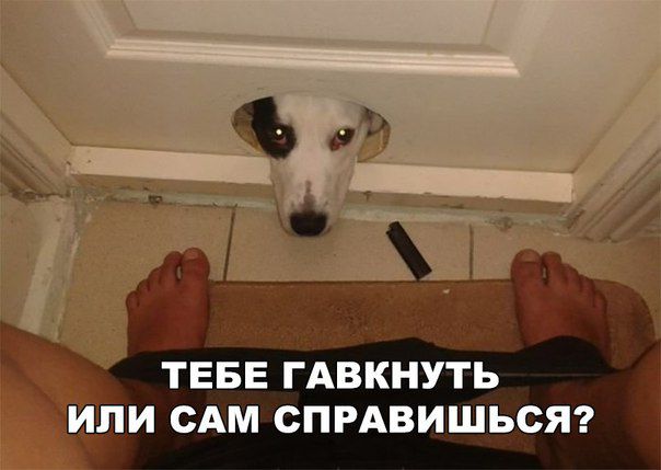 ТЕБЕ ГАВКНУТЬ или им спрдвишься