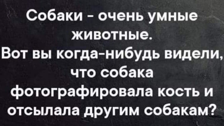 Собаки очень умные животные Вот вы когда нибудь видели что собака фотографировала кость и отсылала другим собакам