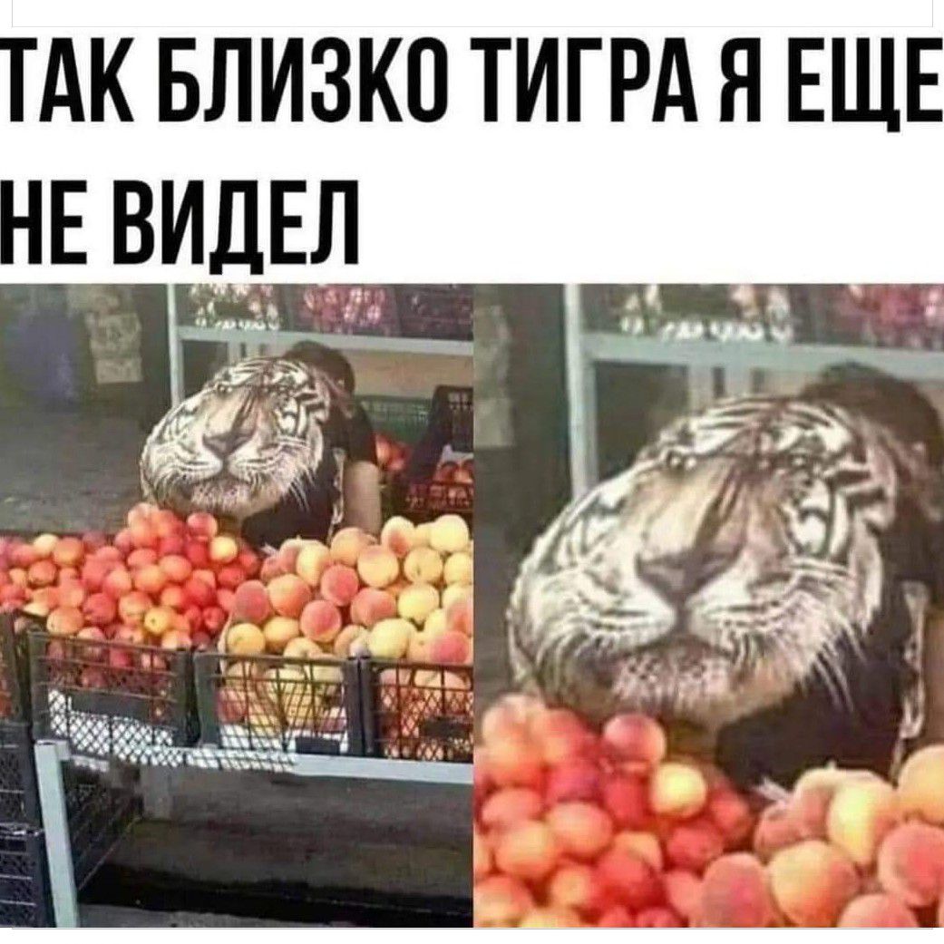 АК БЛИЗКО ТИГРА Я ЕЩЕ