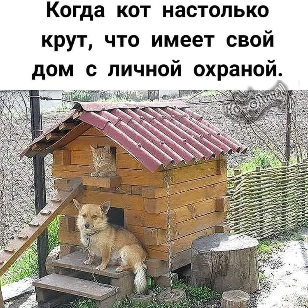 Когда кот настолько крут что имеет свой