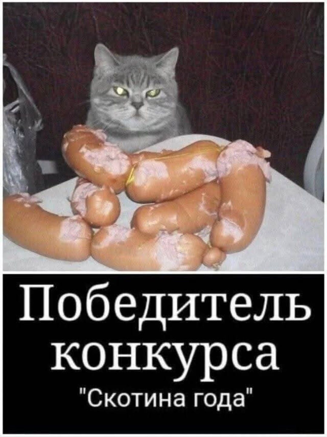 Победитель конкурса Скотина года