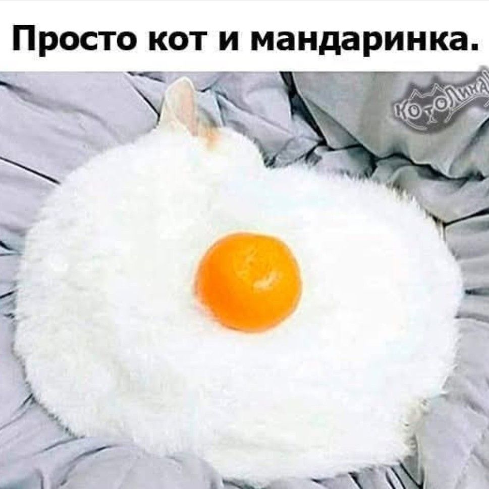 Просто кот и мандаринка.