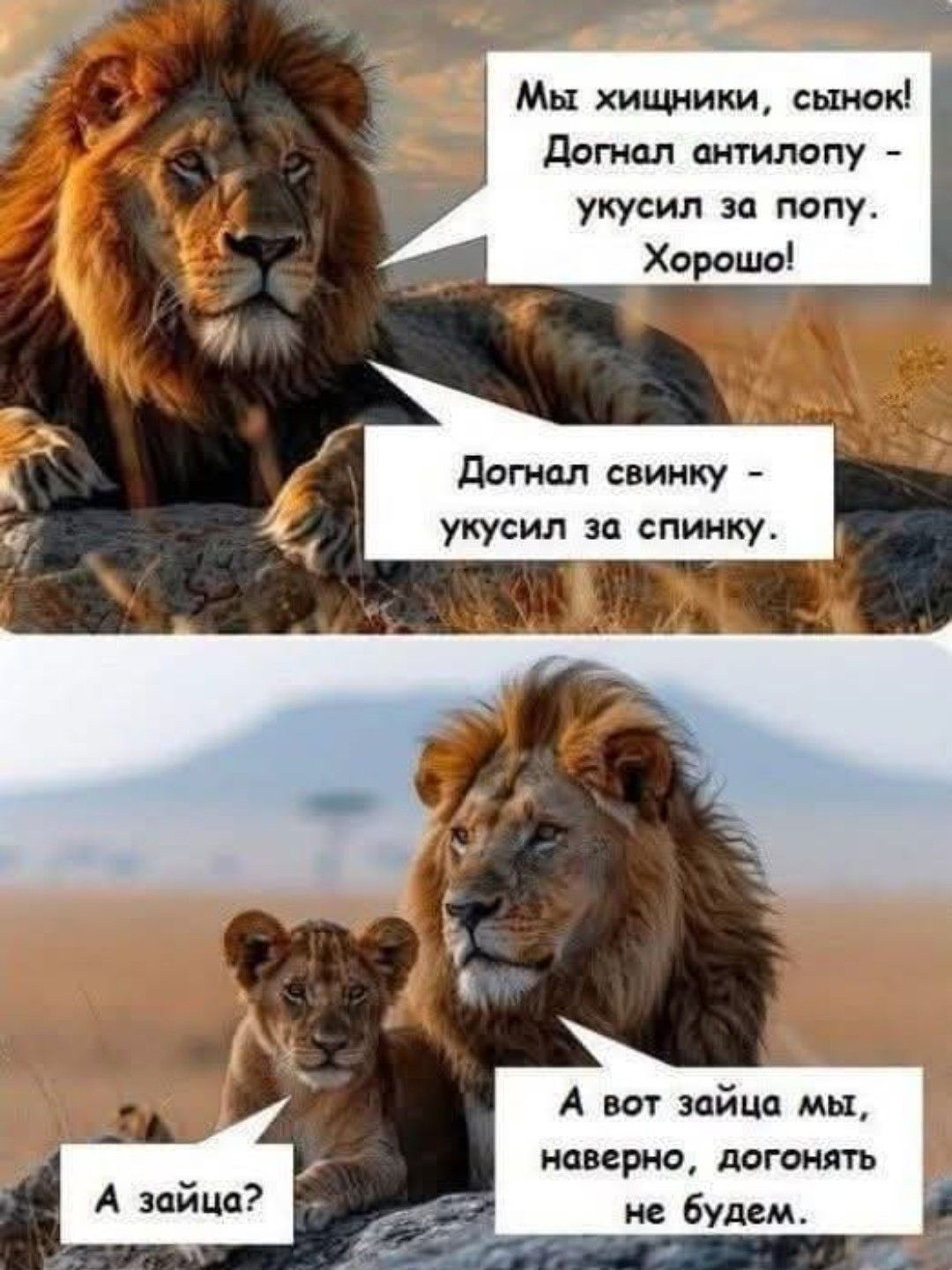 Мы хищники, сынок! Догнал антилопу - укусил за попу. Хорошо! Догнал свинку - укусил за спинку. А зайца? А вот зайца мы, наверное, догонять не будем.